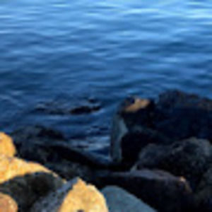 Meet your Posher, Elisa